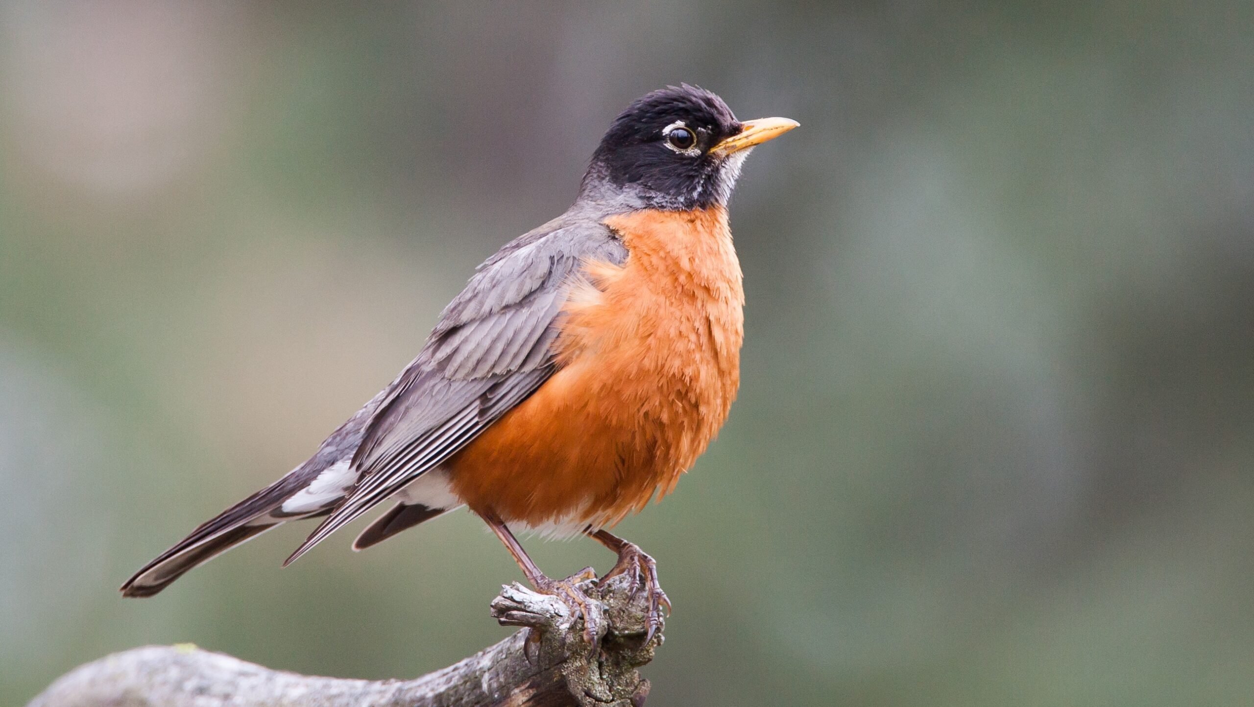 WELLNESS WEDNESDAY #93: Spring into Mental Health Action